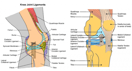 kneejointligament