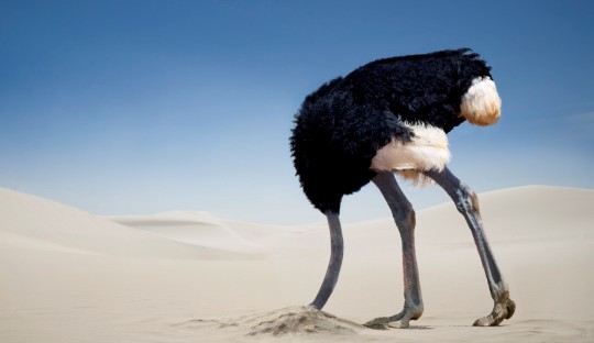 ostrich-head-in-sand